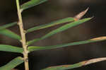 Bearded skeletongrass